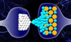 Illustration for article titled Synthetic synapse could take us one step closer to an artificial brain